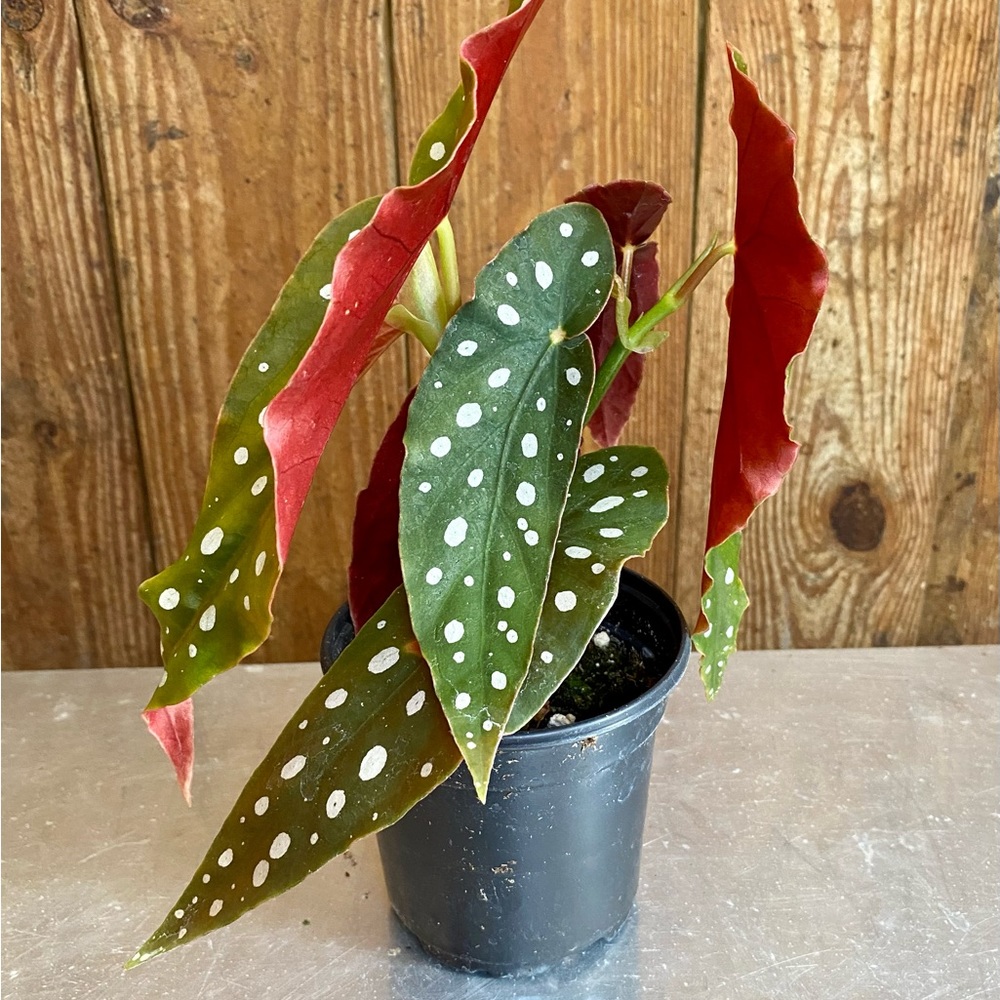 Angelwing Begonia -Maculata -Polka Dot Begonia 4” pot